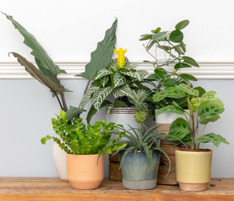 Buy Kitchen Plants in UK Best Plants for Kitchen Bloombox Club