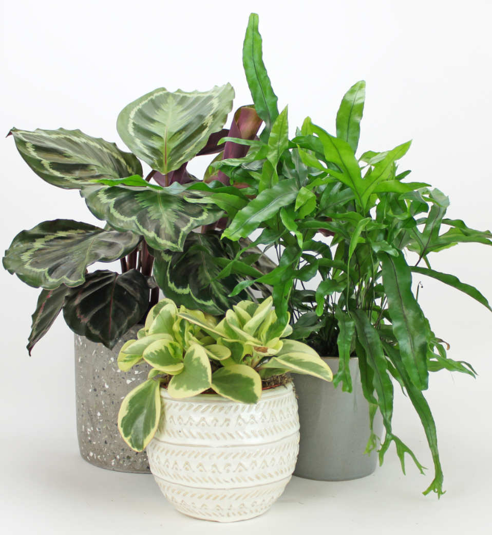 Plantes Sans Danger et Non Toxiques pour les Chats  Bloombox Club FR