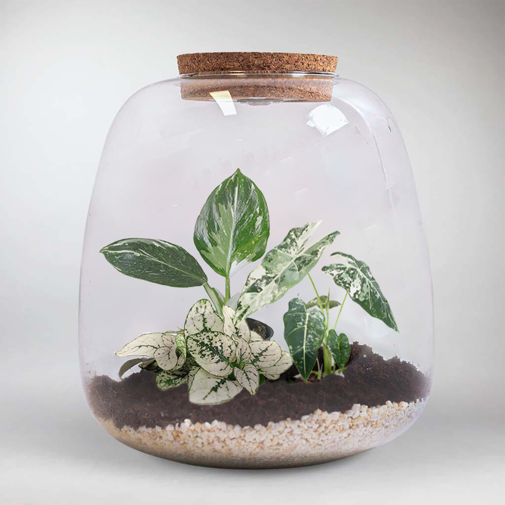 Kit Terrarium Jungle Blanche | Créez Votre Propre Mini-Écosystème