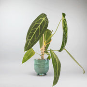 Reine Anthurium | Anthurium Warocqueanum