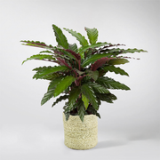 Extra Large Calathea Wavestar
