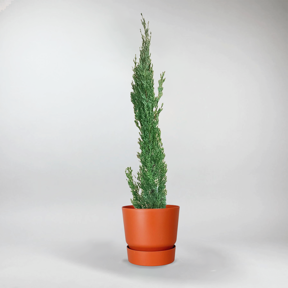 Cupressus Sempervirens - Outdoor Plants