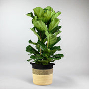 Extra Large Fiddle Leaf Fig - indoors trees