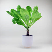 Palmier Vulcan Hawaïenne | Brighmia Insignis