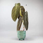 Philodendron Melanochrysum | Plante d'Intérieur en Forme de Cœur