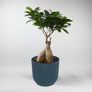 Bonsai Ficus Microcapa - Plante Miniature pour Terrarium