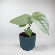 Monstera Amydrium Medium Silver - Plante Miniature pour Terrarium