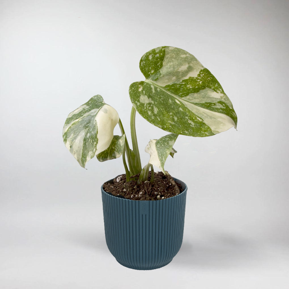 Monstera Thai Constellation Plante Miniature Terrarium Entretien Facile Bloombox Club FR