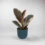 Ficus elastica 'Tineke' - Plante Miniature pour Terrarium