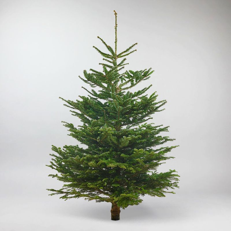 Nordmann kerstboom 125-150 cm