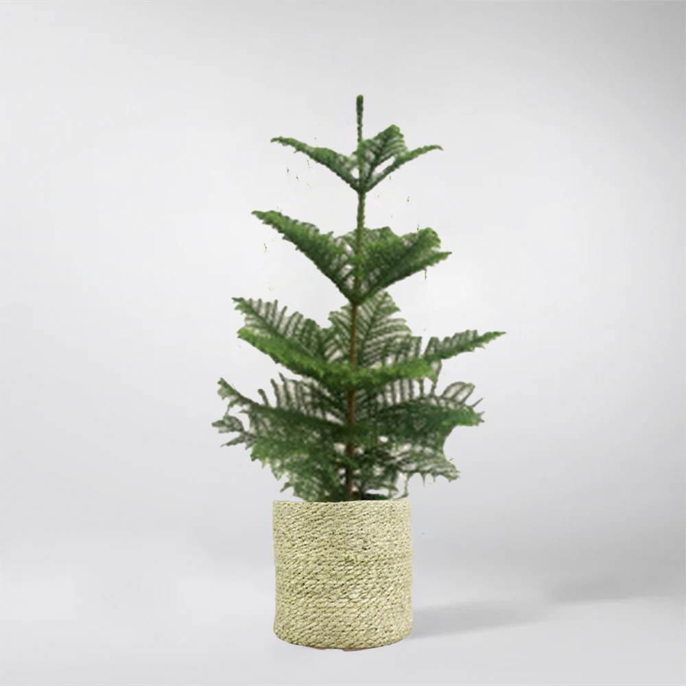 Norfolk Island Pine | Araucaria Heterophylla