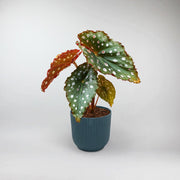 Polka Dot Begonia Terrarium Plant  Begonia Maculata