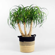 Ponytail Palm 27cm