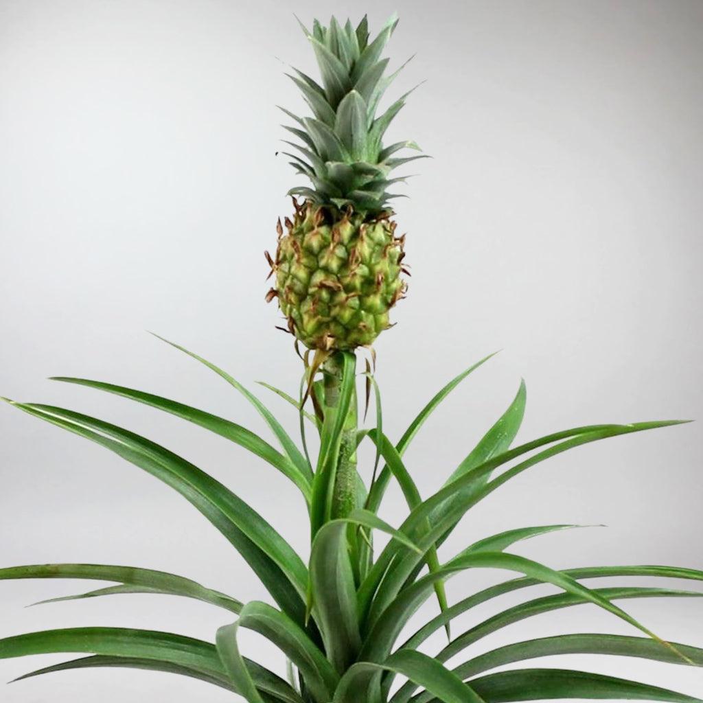 Pineapple Plant with Pink ELHO Vibes Pot | Ananas Corona with Pink ELHO Vibes Pot