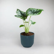 Reversed-Leaf Alocasia Terrarium Plant  Alocasia Reversa