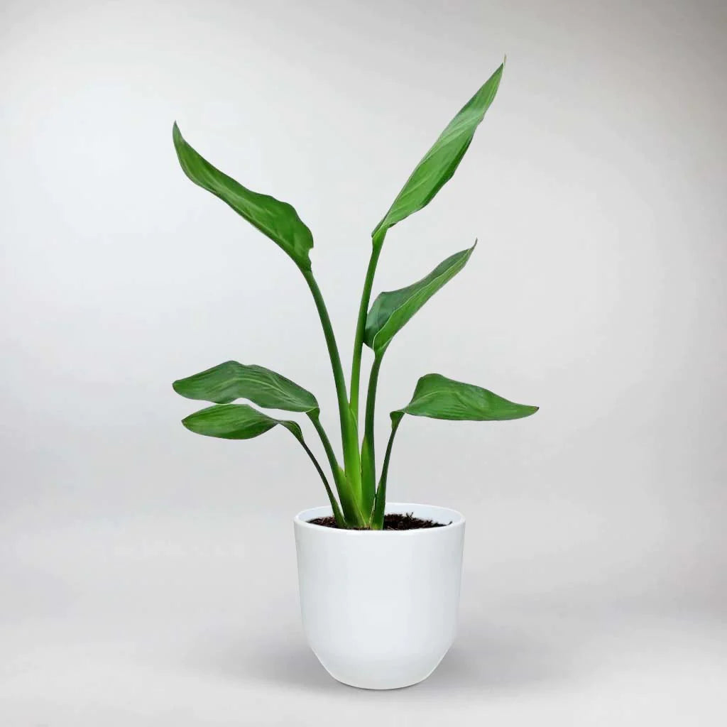 Rosa Blanca Pot Ceramique Vert