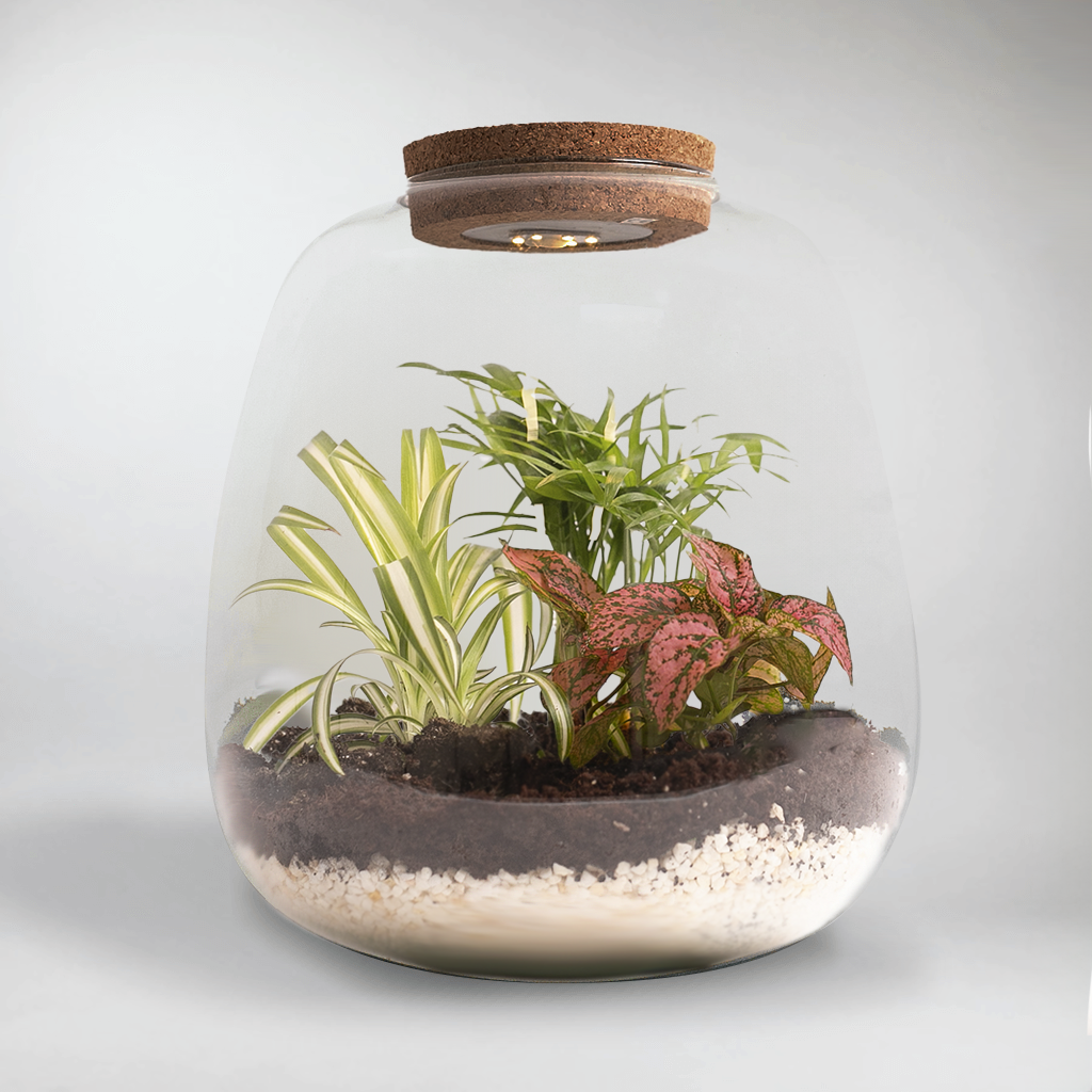 Kit Terrarium Nöel | Construisez Votre Propre Mini-Écosystème