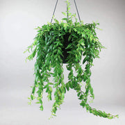Lipstick Plant in a  black pot