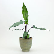 Elephant Ear Lauterbachiana