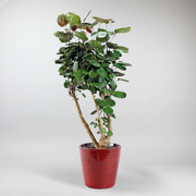Arbre Aralia Fabian | Polyscias Scutellaria 'Fabian'