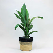 Aspidistra Elatior