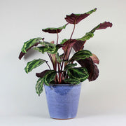 Calathea Medallion | Calathéa Roseopicta 'Medallion'