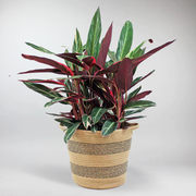 Calathea Triostar | Stromanthe 'Triostar'