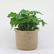 Caféier d'Arabie | Coffea Arabica