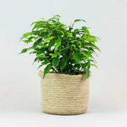 Figuier Pleureur 'Kinky' | Ficus Benjamina Kinky