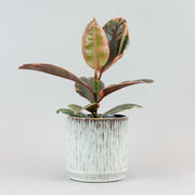 The Rubber Plant Belize in a white pot