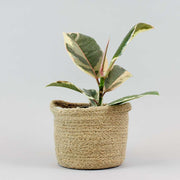 Plante à Caoutchouc Tineke | Ficus Elastica Tineke