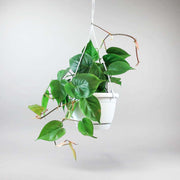 Plante à Feuille de Coeur | Philodendron Scandens