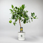 Citronnier Doux | Citrus Limetta