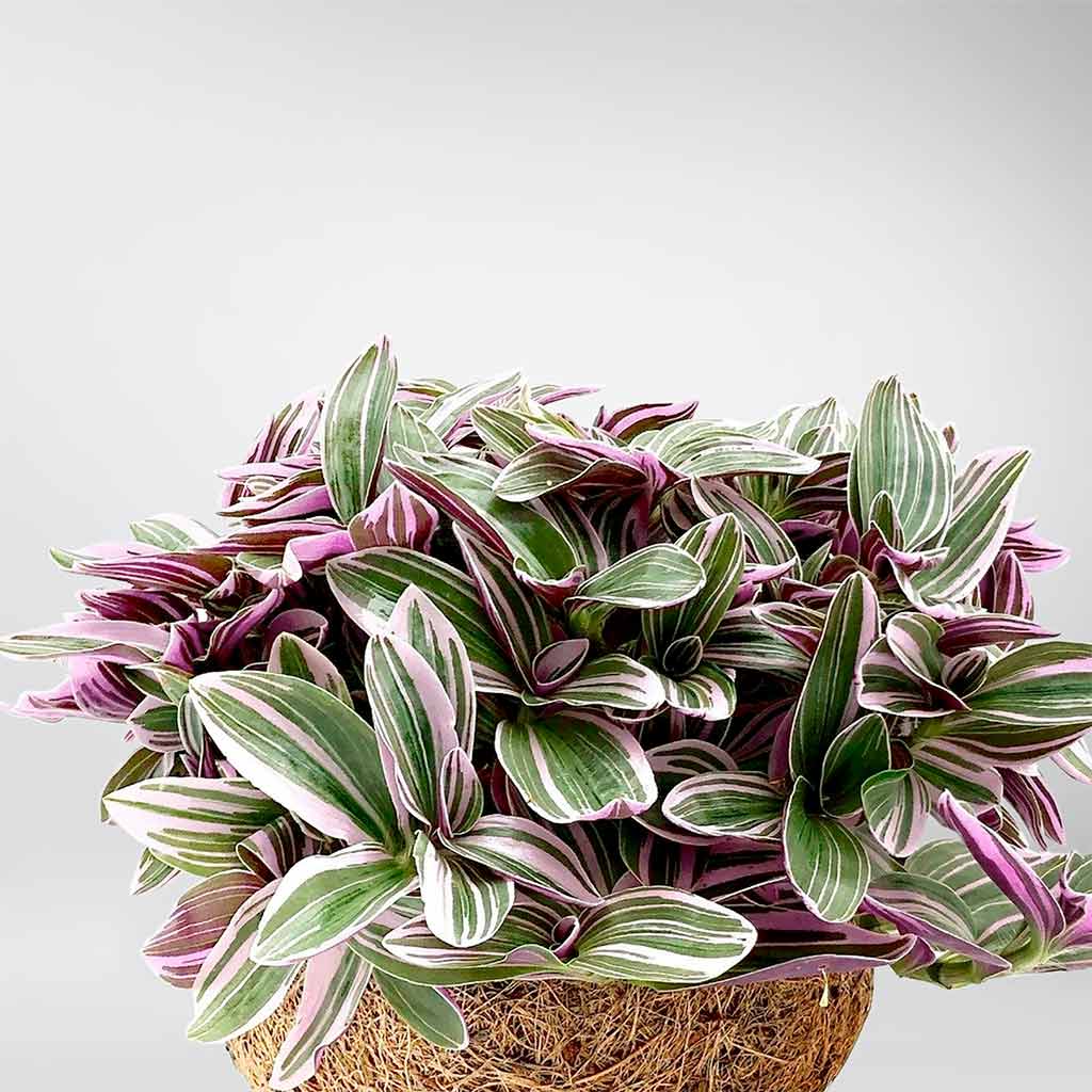 Acheter Plante Misere Bubblegum Et Eco Pot En Ligne Bloombox Club FR acheter-plante-misere-bubblegum-et-eco-pot-en-ligne-bloombox-club-fr