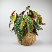 Plante à Pois 'Begonia' | Begonia Maculata