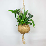 Stghorn Fern in a hanging Kokodama bowl