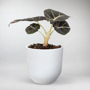 Alocasia 'Black Velvet'