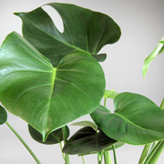 Monstera Deliciosa | Monstera Deliciosa