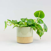 The Philodendron scandens in a beige and orange pot
