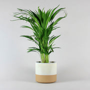 Areca Palm plant in a wide and orange-beige pot