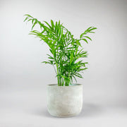 Palmier de Montagne | Chamaedorea Elegans