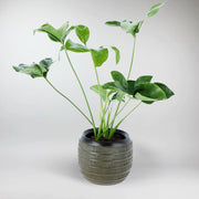 Philodendron Goeldii Grande |  Philodendron Goeldii 'Green Wonder'