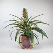 Plante d'Ananas | Ananas Comosus 'Pygmy Amigo'