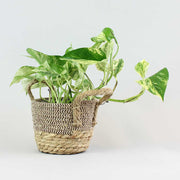 Devil's Ivy in bengal brown basket