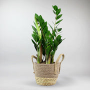 Zamioculcas 'ZZ' | Zamioculcas Zamifolie