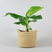 Dwarf Cavendish Banana Plant in a basket