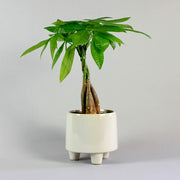 Money Tree in Troika Pot