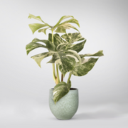 Monstera 'Variegata' Large | Monstera Deliciosa 'Variegata'