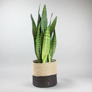 Plante Langue de Belle-mère Zeylanica | Sanseviera Zeylanica