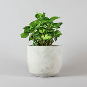 Syngonium pixie with white round pot